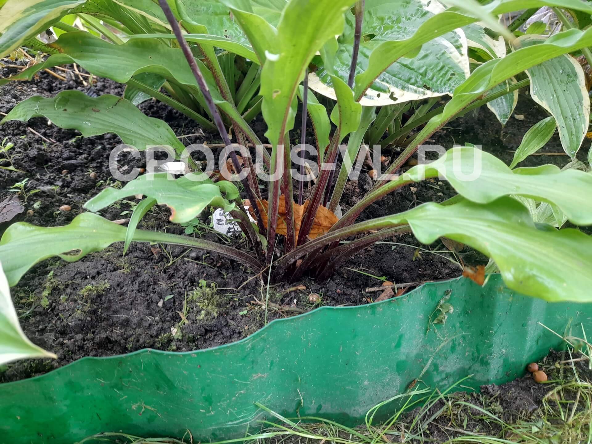 Хоста гибридная «Zucchini Frise»